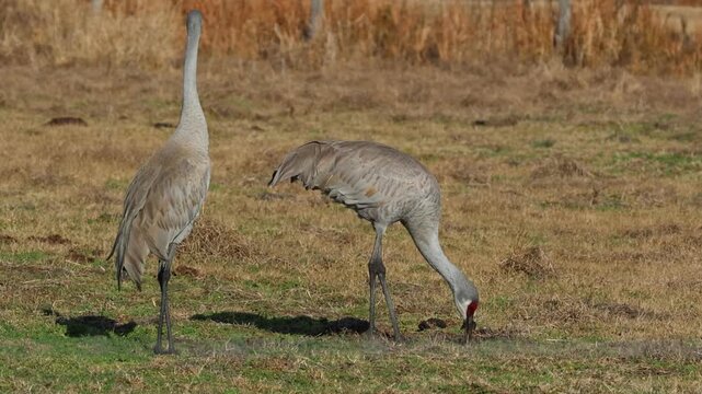 Two Sandhill Cranes, Antigone canadensis, feeding in a farmers field.