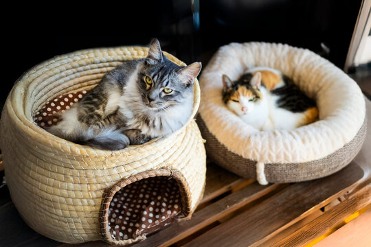 サバトラ猫_猫ちぐらでくつろぐ