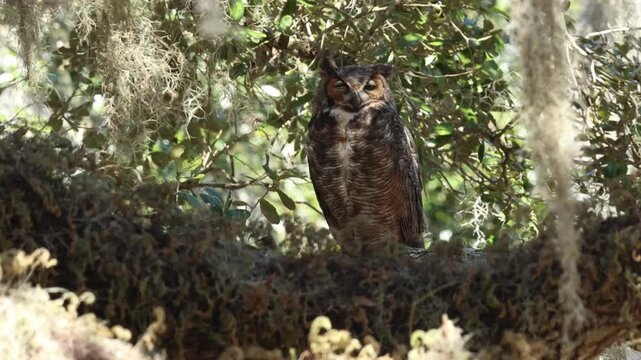 A Great Horned Owl, Bubo virginianus, perching on a branch of a tree close to where it is nesting.