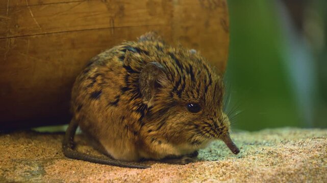 Close up of a young Elephant Mouse or elephant shrew sitting and looking around.