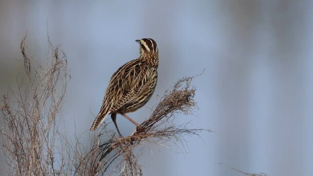 A singing and preening Eastern Meadowlark, Sturnella magna, perching on grass seeds.