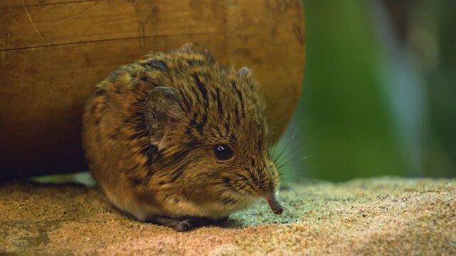 Close up of a young Elephant Mouse or elephant shrew sitting and looking around.