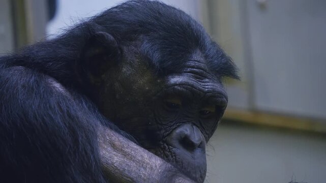 Close up of a bonobo monkey head chewing and looking around.