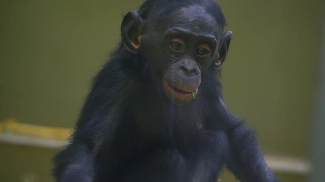 Close up of a young bonobo monkey chewing on pine needles and looking around.