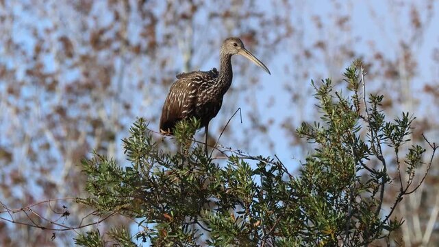 A magnificent Limpkin, Aramus guarauna, perching on top of a tree.