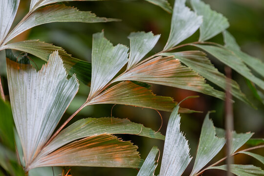 Fishtail Palm