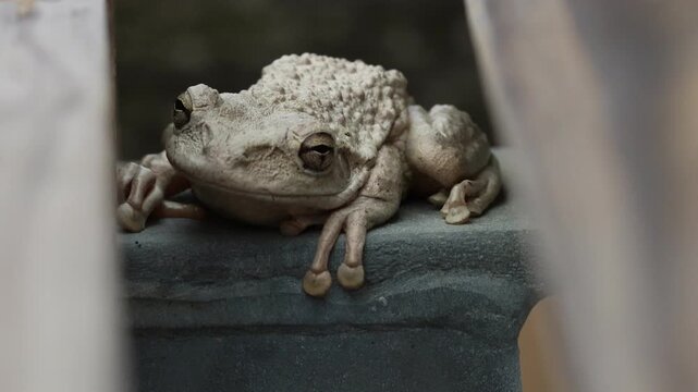A Cuban Tree Frog, Osteopilus septentrionalis, on a seat at the edge of a wet area.