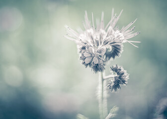 Subtelne fioletowe kwiaty w miękkim świetle. Romantyczne ujęcie makro w pastelowych barwach. Idealne tło florystyczne do projektów ślubnych i eleganckich zaproszeń. © Henryk Niestrój