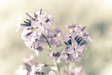 Subtelne fioletowe kwiaty w miękkim świetle. Romantyczne ujęcie makro w pastelowych barwach. Idealne tło florystyczne do projektów ślubnych i eleganckich zaproszeń. © Henryk Niestrój