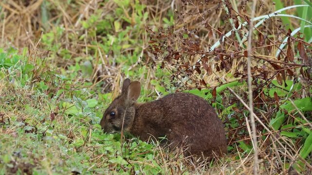 A Marsh Rabbit, Sylvilagus palustris, feeding at the edge of a lake.