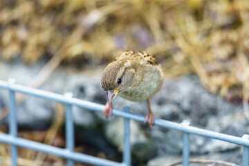 Wróbel domowy siedzący na niebieskim metalowym płocie. Zbliżenie na małego ptaka w miejskim parku na rozmytym tle. Naturalny portret ornitologiczny. © Henryk Niestrój