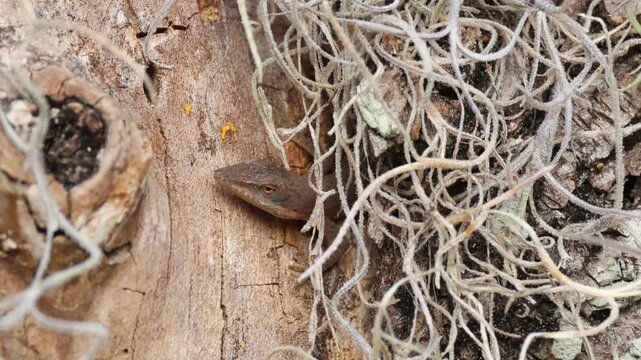 A Brown Anole lizard hiding on a tree.