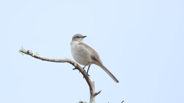 A Northern Mockingbird, Mimus polyglottos, perching high in a tree.