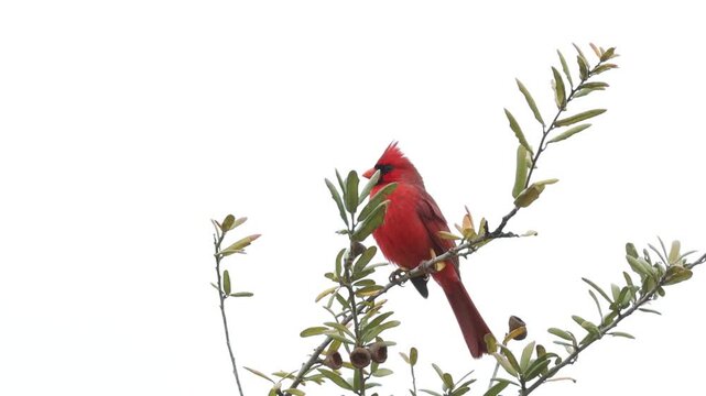 A Northern Cardinal, Cardinalis cardinalis, perching on a branch of a tree singing.