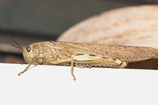 Anacridium aegyptium commonly known as the Egyptian grasshopper or Egyptian locust