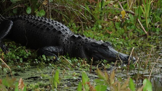 An Alligator, Alligator mississippiensis, in a swamp.