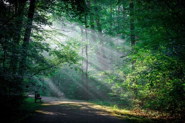 Magiczny poranek w parku: promienie słońca przebijające się przez gęste korony drzew nad leśną ścieżką z ławką. Nastrojowy, zielony krajobraz pełen spokoju i naturalnego, mistycznego światła. © Henryk Niestrój