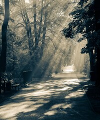 Malownicza alejka parkowa z efektownymi promieniami słońca przebijającymi się przez drzewa. Czarno-białe zdjęcie pełne spokoju, nostalgii i nastrojowego światła poranka w lesie lub parku. © Henryk Niestrój