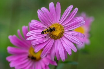 Aster flower Callistephus chinensis Andrella in bloom, early autumnal seasonal flowering plant