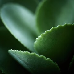 Kalanchoe leaf macro, thick serrated oval leaves with fine velvety texture, natural soft daylight