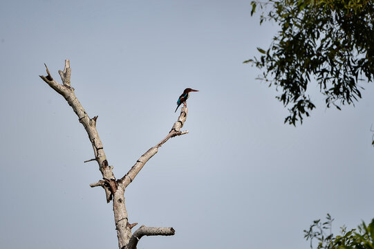 White-throated Kingfisher (Halcyon smyrnensis) perched on a dry branch with clear sky background