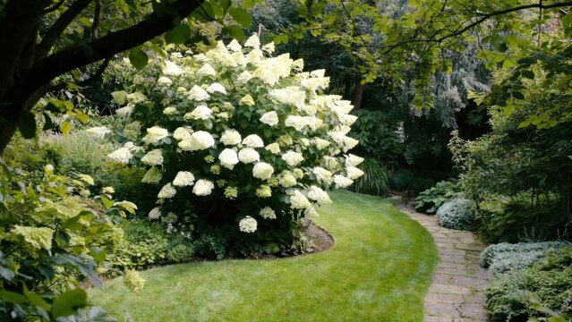 White flowering tree with green leaves is in a garden. The tree is surrounded by grass and other plants