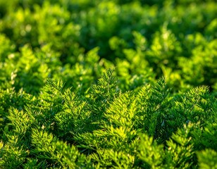 Fototapeta premium Lush Green Carrot Tops - A Vibrant Garden Scene.