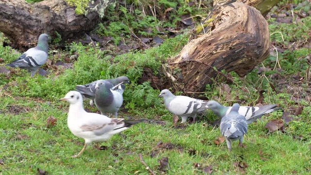 Pigeons and Black-headed Gulls Foraging on Green Grass in Park
