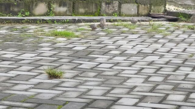 Group of Zebra Doves foraging on interlocking paving stones with weeds and a cat tail passing by