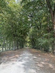 Fototapeta premium A scenic dirt path lined with mature, lush green trees in the park of the Château Chenanceau, France. The straight trail is covered with fallen autumn leaves, creating a peaceful woodland corridor.