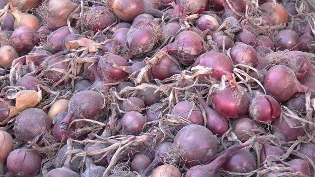 Shallots are one of the agricultural products developed by farmers. Close up of drying colorful home-grown onions (Allium cepa) on net dryer background. Heap of natural dried variety colors onions
