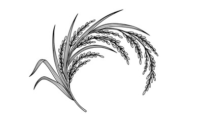 Decorative rice paddy branch black and white vector botanical grain illustration isolated on white © Md Humaun