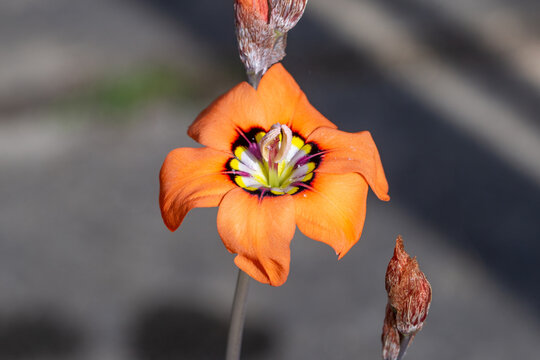 Flower of an orange form of Sparaxis elegans, grown in a german greenhouse
