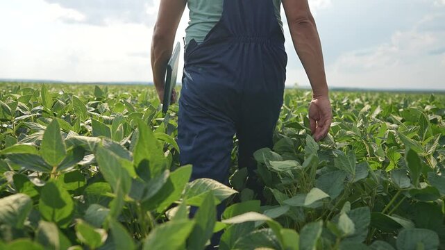 Farmer walks through soybean field with tablet monitoring crop. Worker inspects soybean plants using digital device. Farmer checks field growth with tablet. Agriculture technology in soybean farmland.