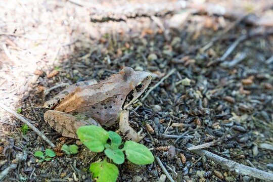 ヤマアカガエル