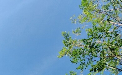 Fototapeta premium ​Organic Moringa Leaves in Nature with Clear Blue Sky