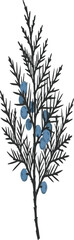 Obraz premium Juniper Branch with Blue Berries on White Background green