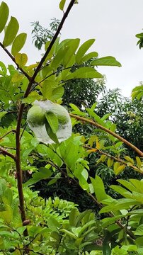 Guavas covered in clear plastic, glistening with rain, ripening on a leafy branch