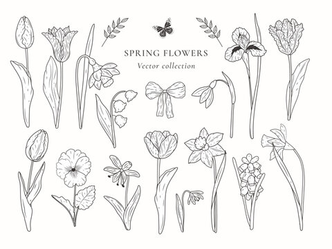 Hand drawn botanical collection with tulips irises daffodils and snowdrops. Elegant floral line art elements with butterflies and ribbons. Garden spring flower set for wedding design.