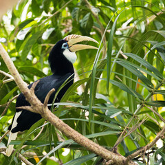 Rhinoceros hornbill perched on tree branch in tropical rainforest © Sandwurm79