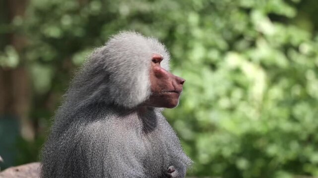The hamadryas baboon sitting on a rock and looking around.  Papio hamadryas is a species of baboon