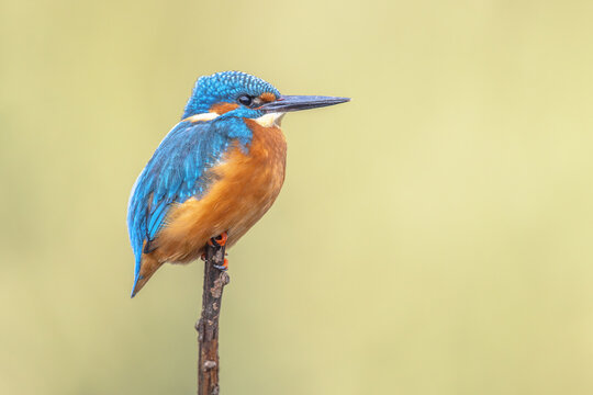 Common European Kingfisher perched on stick on bright background