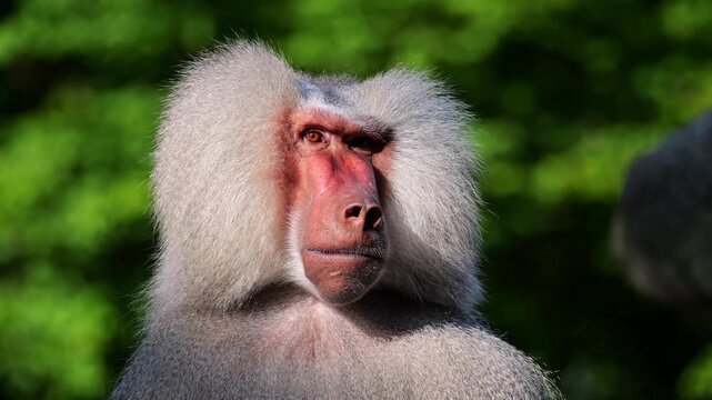 The hamadryas baboon sitting on a rock and looking around.  Papio hamadryas is a species of baboon
