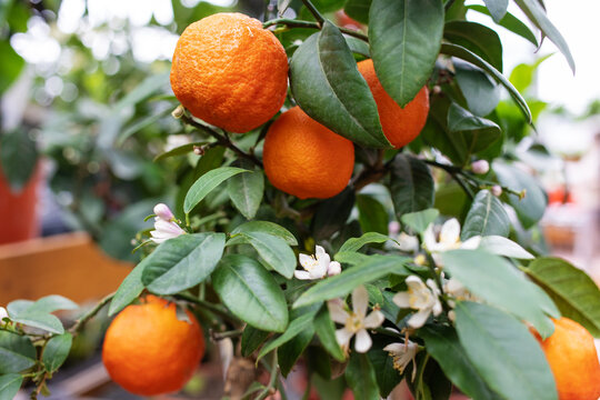 Tangerine citrus dwarf tree with ripe orange fruits in gardening center. Blossoming decorative ornamental plant in greenhouse, horticulture and buying houseplants in pot nursery concept.