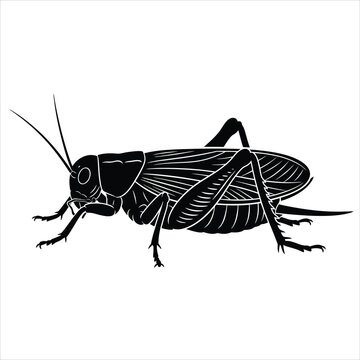 Cricket vector illustration isolated on white background in black white style