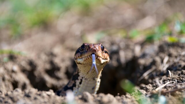 Close-up of snake emerging from burrow in natural habitat.