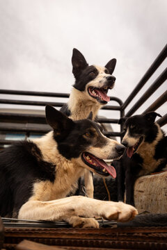 Group of Border Collie Dogs