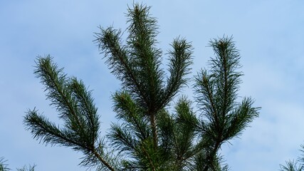 Pine branches at the top of the tree reach toward a blue sky. © rosinka79