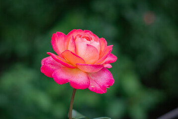 Fototapeta premium A bright bud of a juicy rose in the gardens
