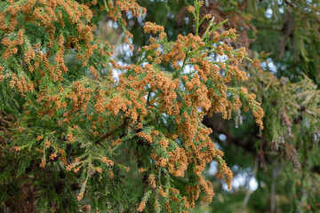 スギ　杉の花　花粉